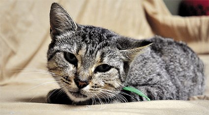 sticky Sticky, who was wrapped in duct tape, is doing fine. Photo: RIKARD LARMA/METRO